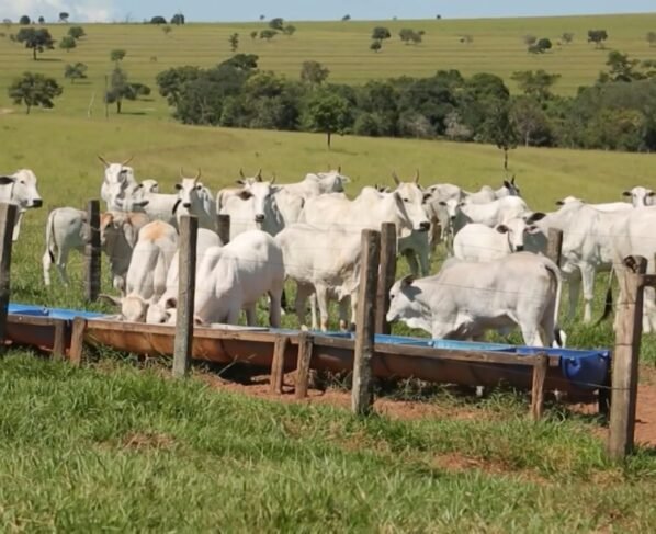 Foto: Reprodução/Giro do Boi.