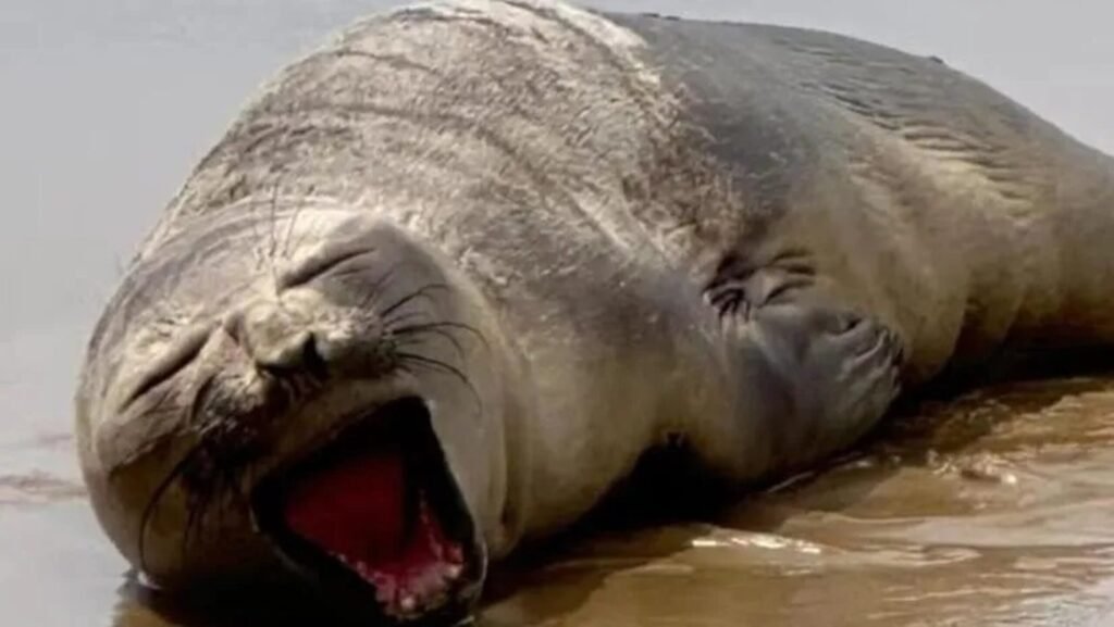 imagem colorida elefante-marinho resgatado aracaju