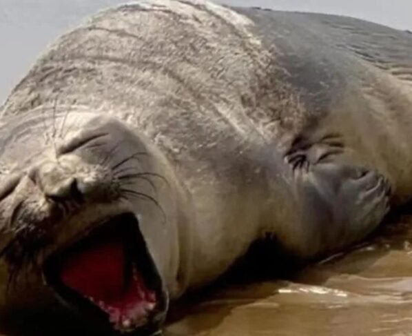 imagem colorida elefante-marinho resgatado aracaju