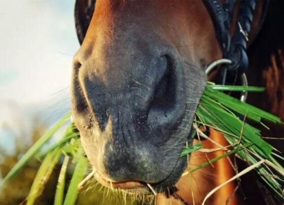 cavalo, milho, agricultor, freepik