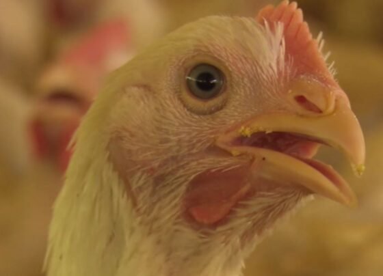 frango, manual avicultura,probióticos, biosseguridade