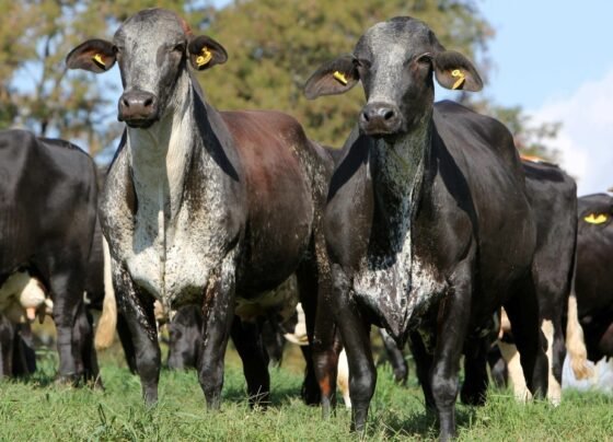 Foto: Divulgação/Associação Brasileira dos Criadores de Girolando.