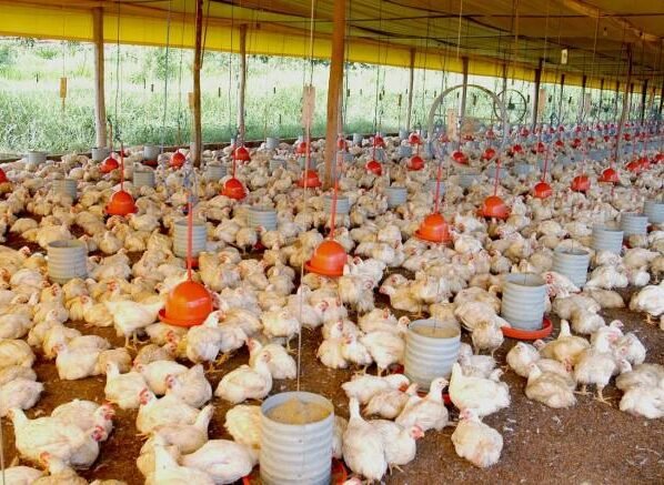 frango, aves, granja, mato grosso, MILHO