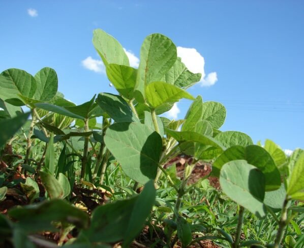 consultoria-plantio-soja - imea - mato grosso