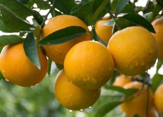 laranja da região de tanguá