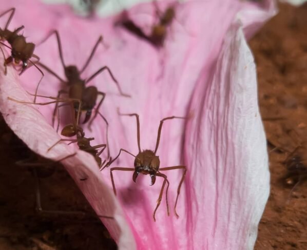 Formigas operárias das saúva-limão (Atta sexdens)