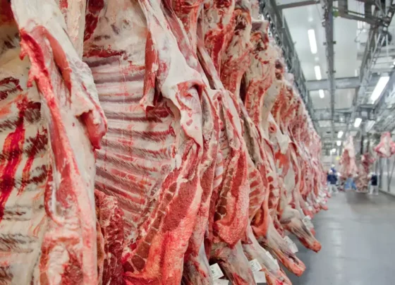 exportacao-de-carne-bovina-bate-recorde-antes-do-tarifaco-dos-eua