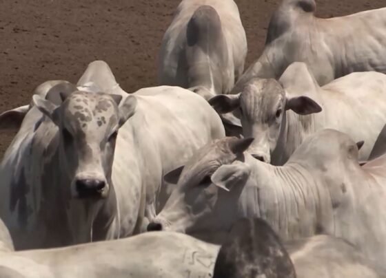 Mosca-dos-chifres: setembro é o mês chave para o controle e o lucro do gado. Veja