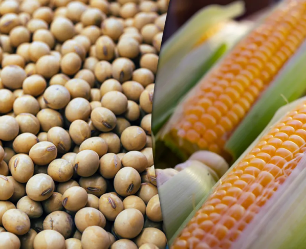 milho-e- soja