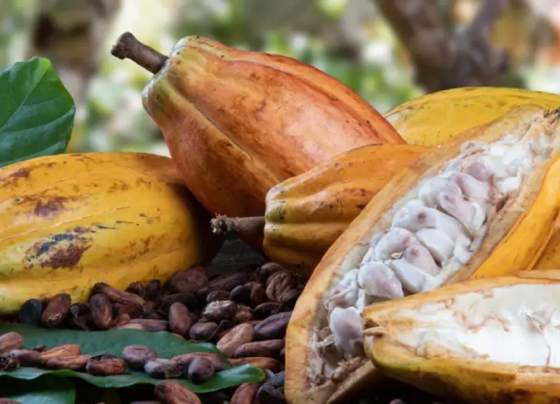 Imagem do fruto do cacau