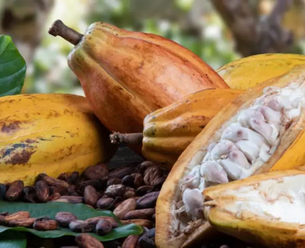 Imagem do fruto do cacau