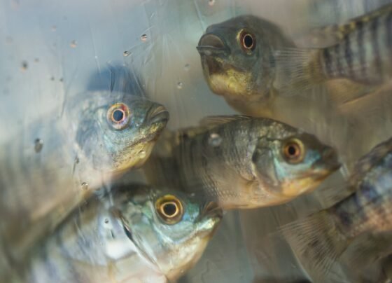 tilápias - peixes - tilápia - pescado