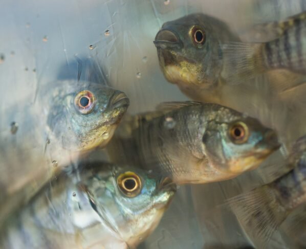 tilápias - peixes - tilápia - pescado