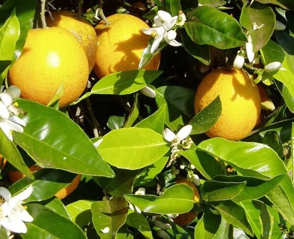 cinturão dos citros se expande para fugir do greening