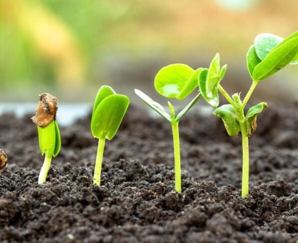 Bioinsumos Tratado de Budapeste