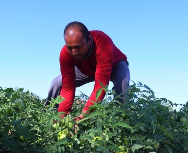 agricultura familiar, dia internacional agricultura familiar, celebração, oeste da bahia, barreiras, roça, irmãos, goiaba, tomate, produção, alimentar, mundo