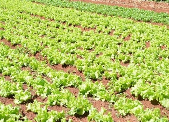 propriedade de alface