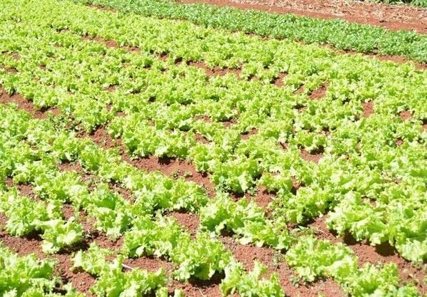 propriedade de alface