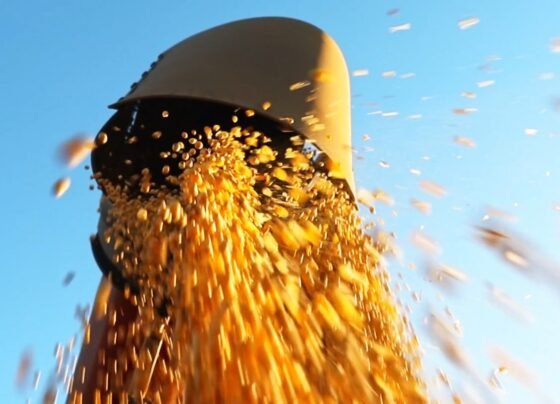 safra 2024/25 de soja na Bahia pode ter recorde de produtividade