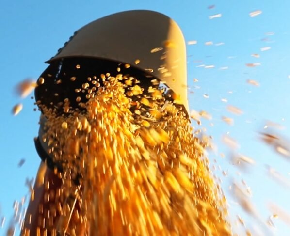 safra 2024/25 de soja na Bahia pode ter recorde de produtividade