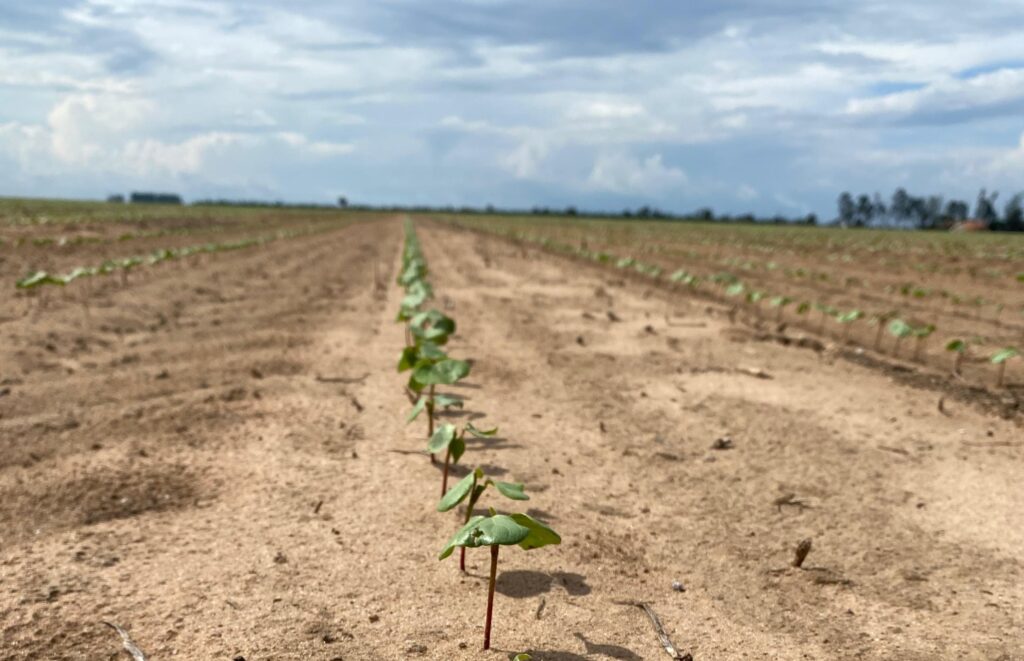 Algodão plantio, semeadura encerrado