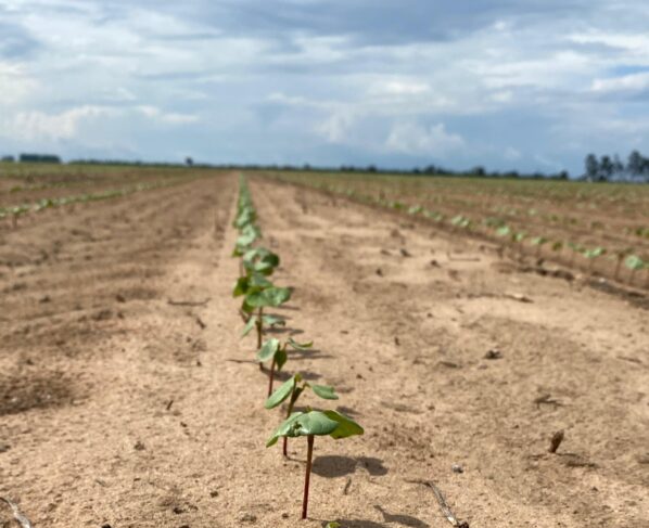 Algodão plantio, semeadura encerrado