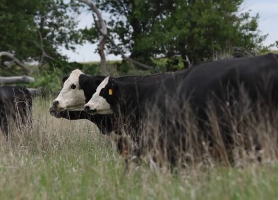 Foto: Reprodução/Giro do Boi.