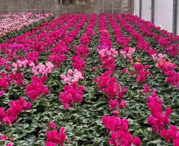 ciclâmen em flor , Holambra