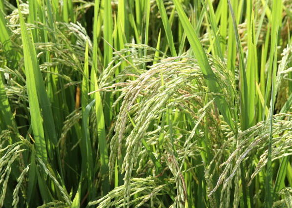 cultivo de arroz