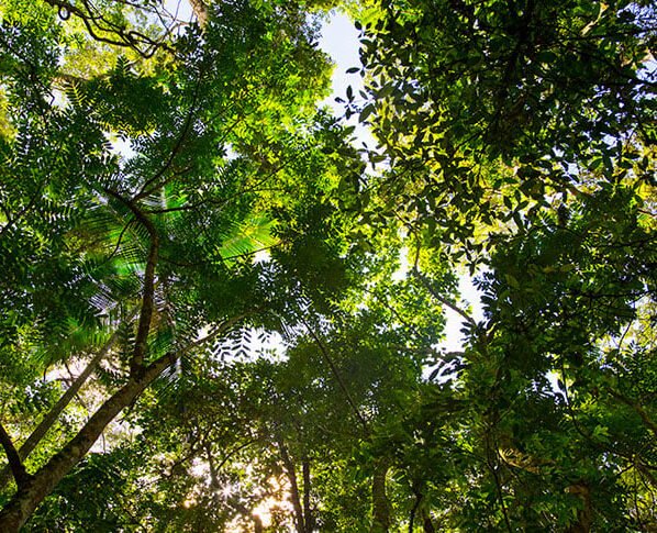 CAR, cadastro ambiental rural, floresta, árvore, aquecimento global, preservação, licenciamento ambiental, PRA, cotas ambientais, licenciamento ambiental, ibama, crédito de carbono