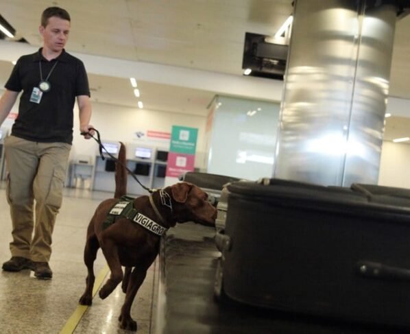 aeroporto, cães farejadores, Sistema de Vigilância Agropecuária Internacional , Vigiagro, aeroporto, bagagem , cão farejador