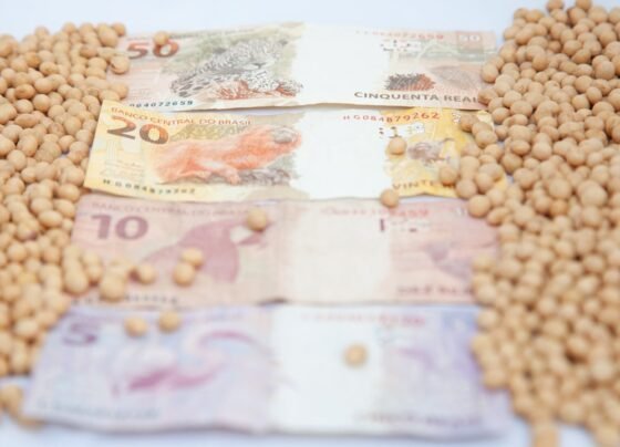 preço soja cotação