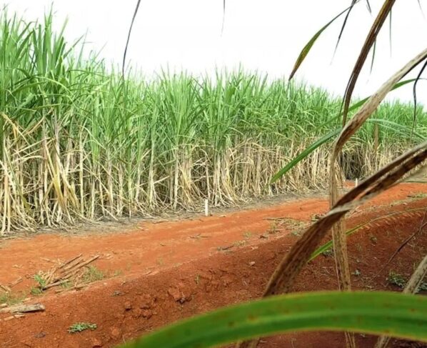 Plantação de cana-de-açúcar
