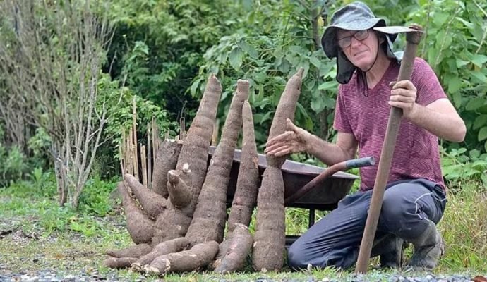 Agricultor revela o que fará com mandioca gigante de 49