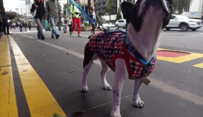 Defesa Civil: temperaturas podem despencar em SP na madrugada. Veja