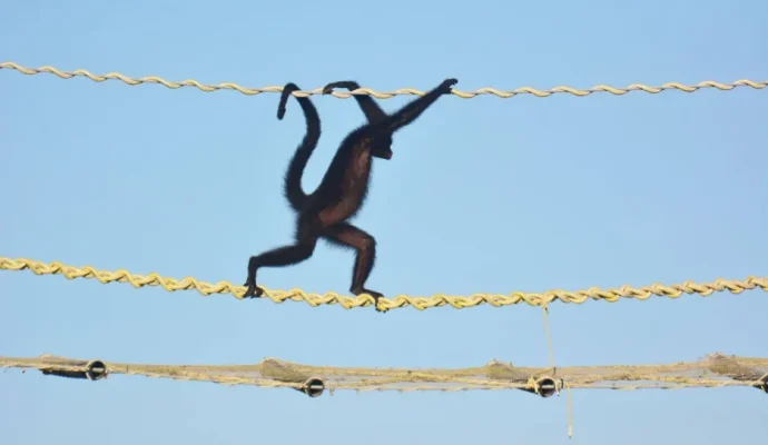 Macaco-aranha é flagrado em ponte de fauna em Alta Floresta,