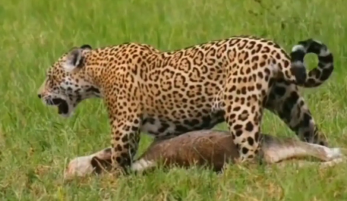 Onça-pintada é flagrada carregando bezerro para alimentar filhotes no Pantanal;